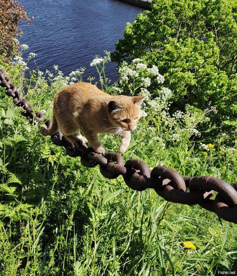 Где там дуб зеленый 