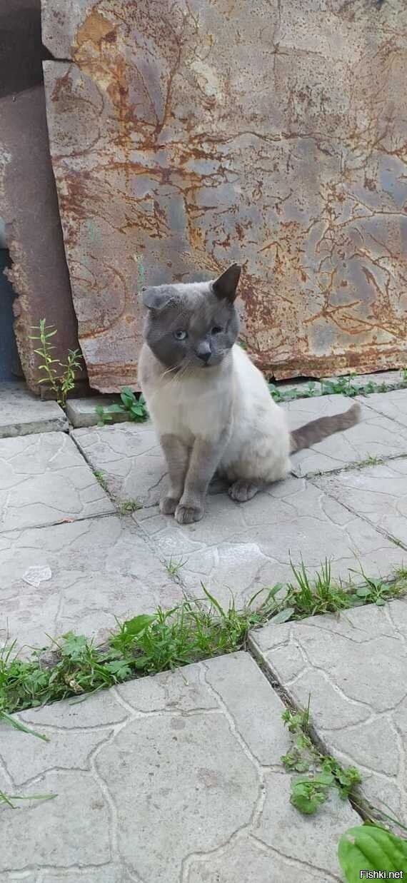 Боевой кот "Пират"