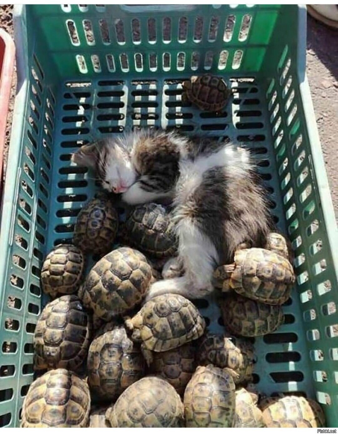 Доброе утро
