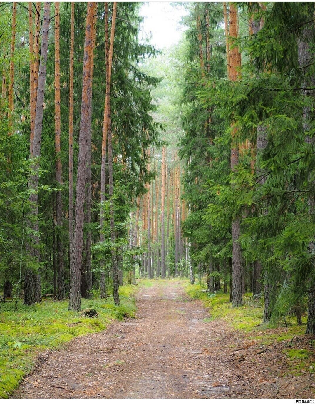 Солянка