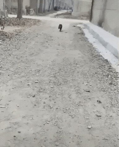 Тыгыдыщник