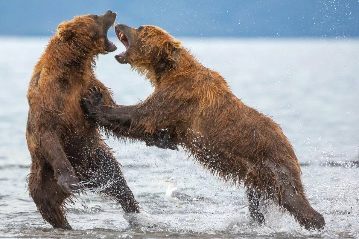 Почему медведи на Камчатке драчливее всех остальных?