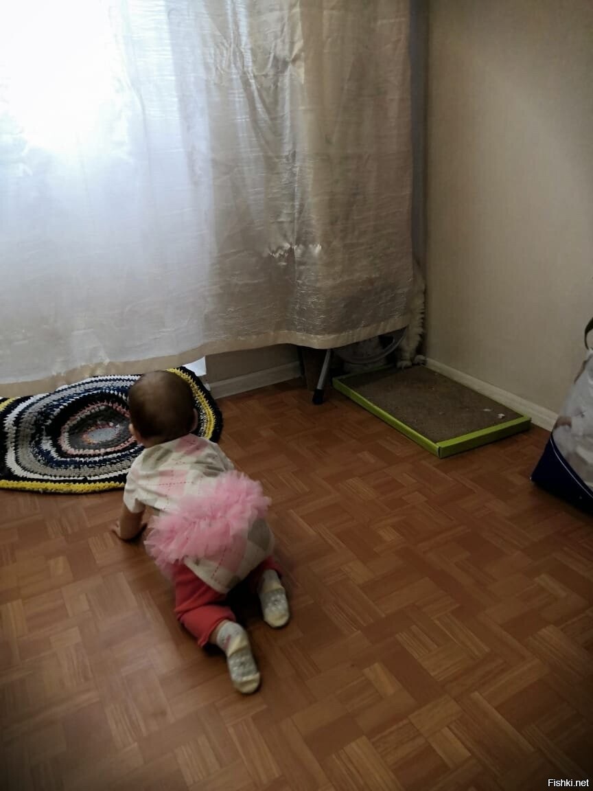 "Я всё равно найду кота"