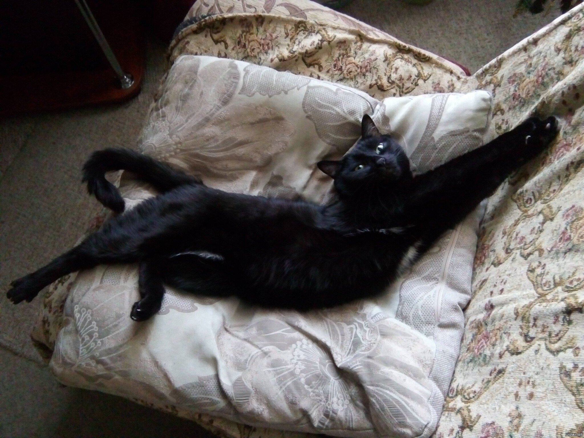мой котэ