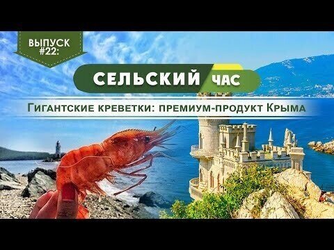 Гигантские креветки: премиум-продукт Крыма. Сельский час #22 (Игорь Абакумов)