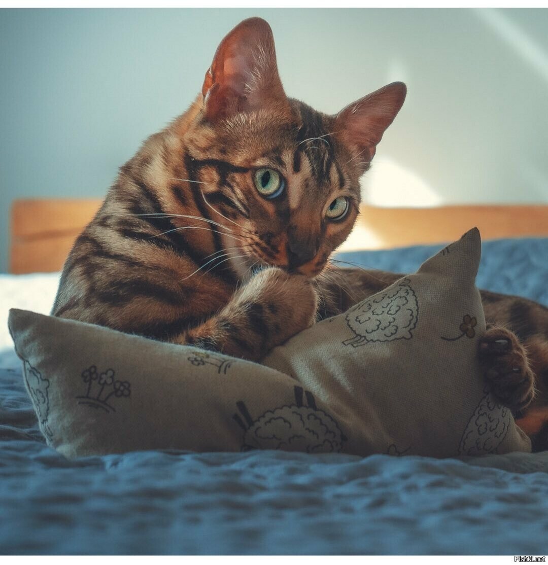 Доброе утро