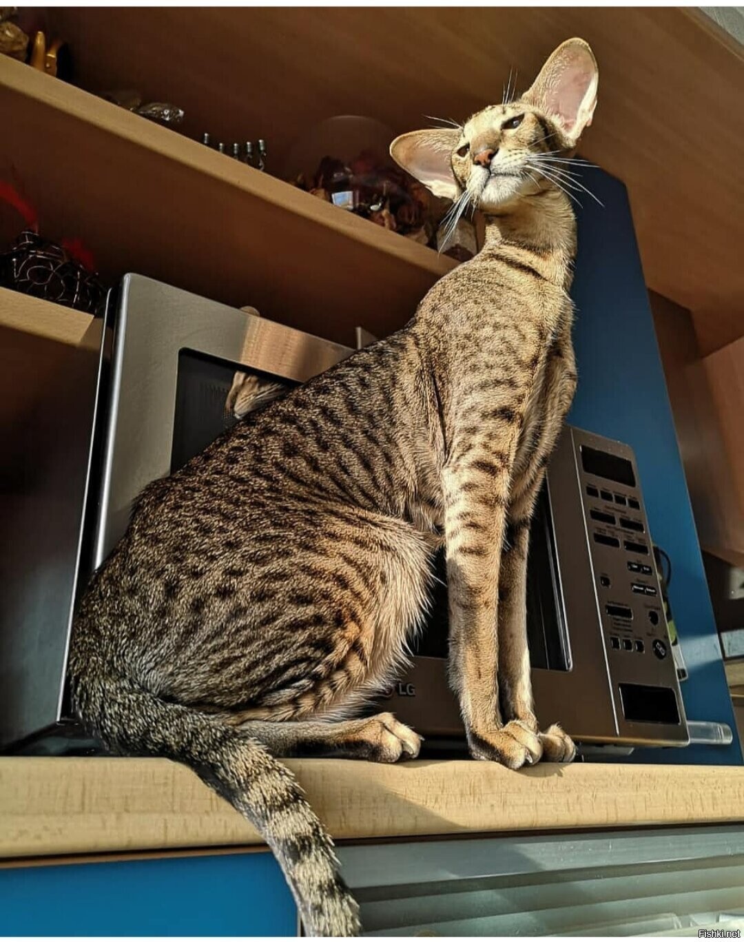 Солянка