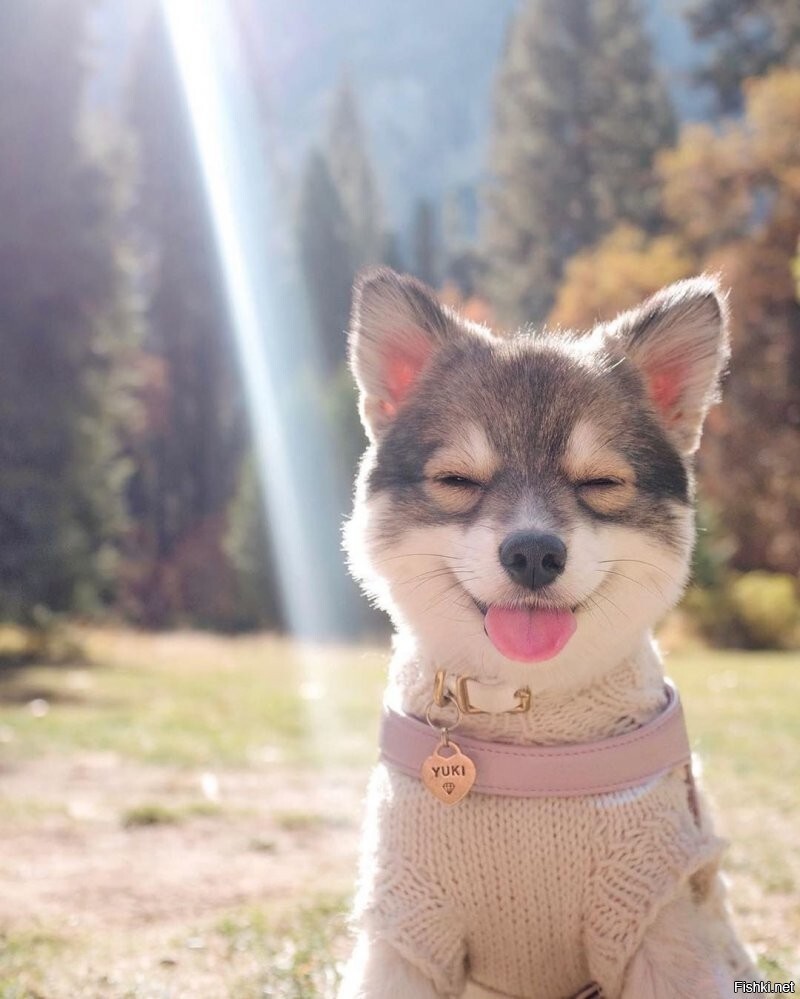 Лимону хочешь