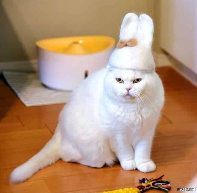 "Чиво зырите