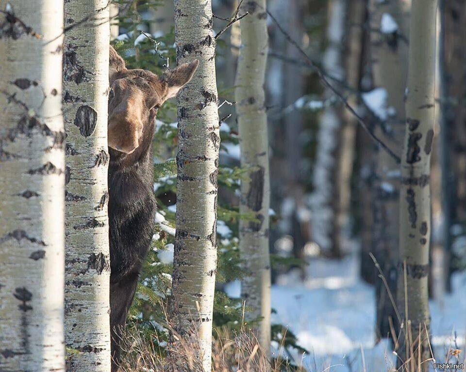 эй
