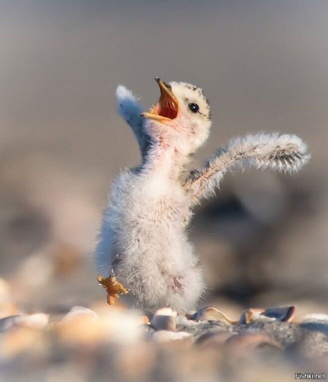 Здравствуй мир