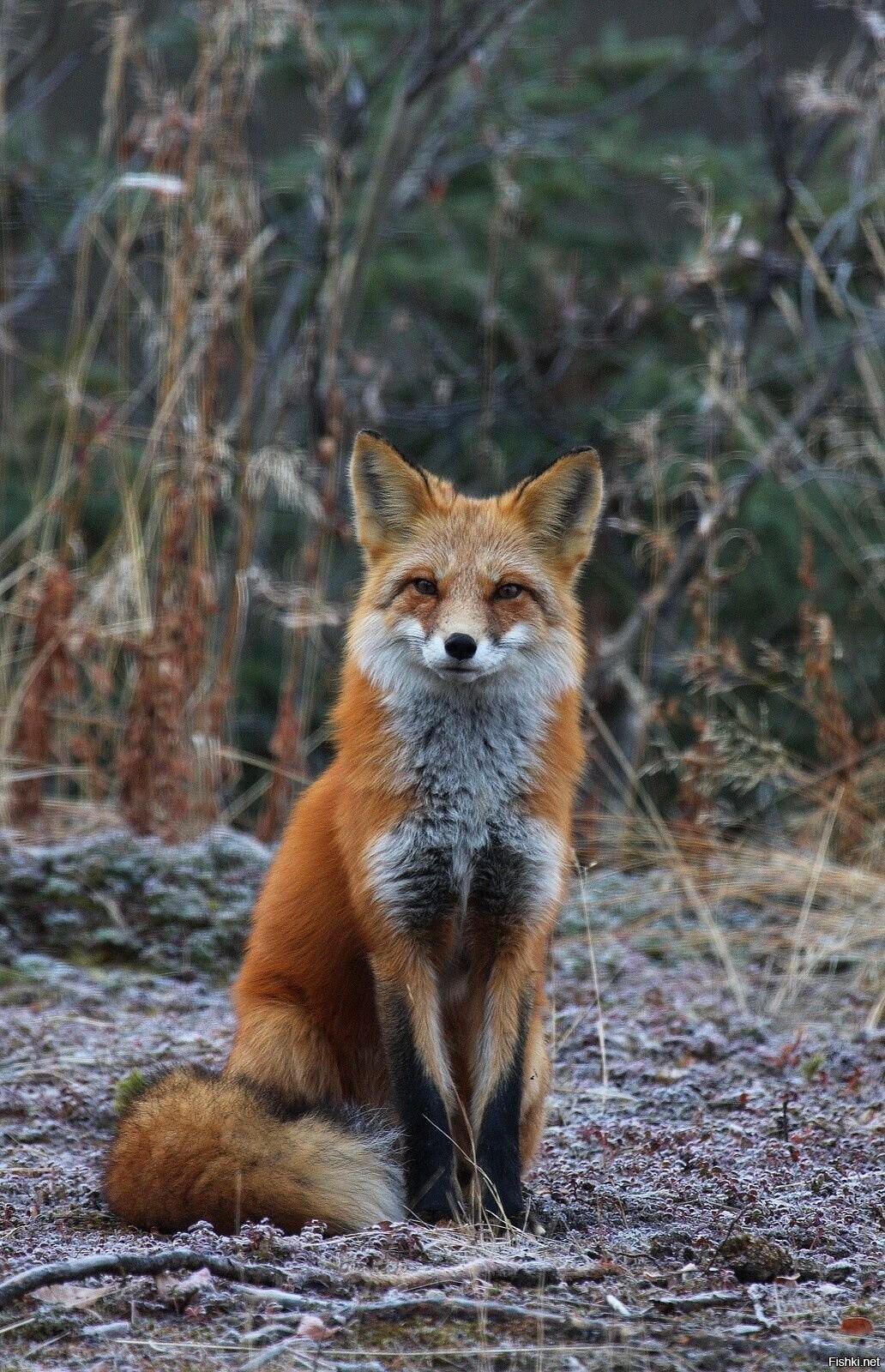 Солянка
