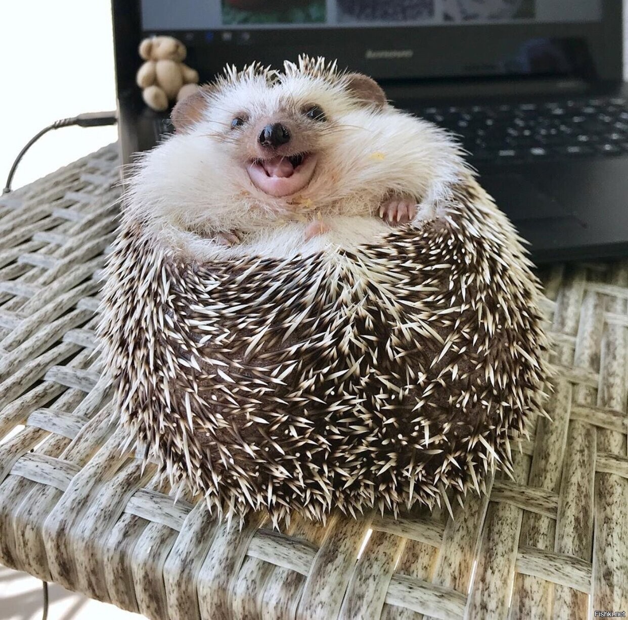Солянка