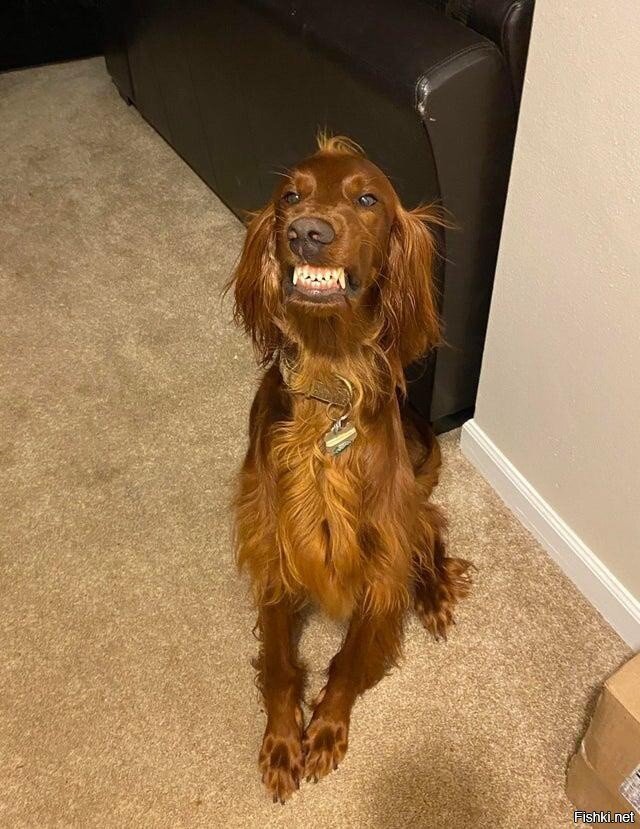 Зубки перед сном почистил