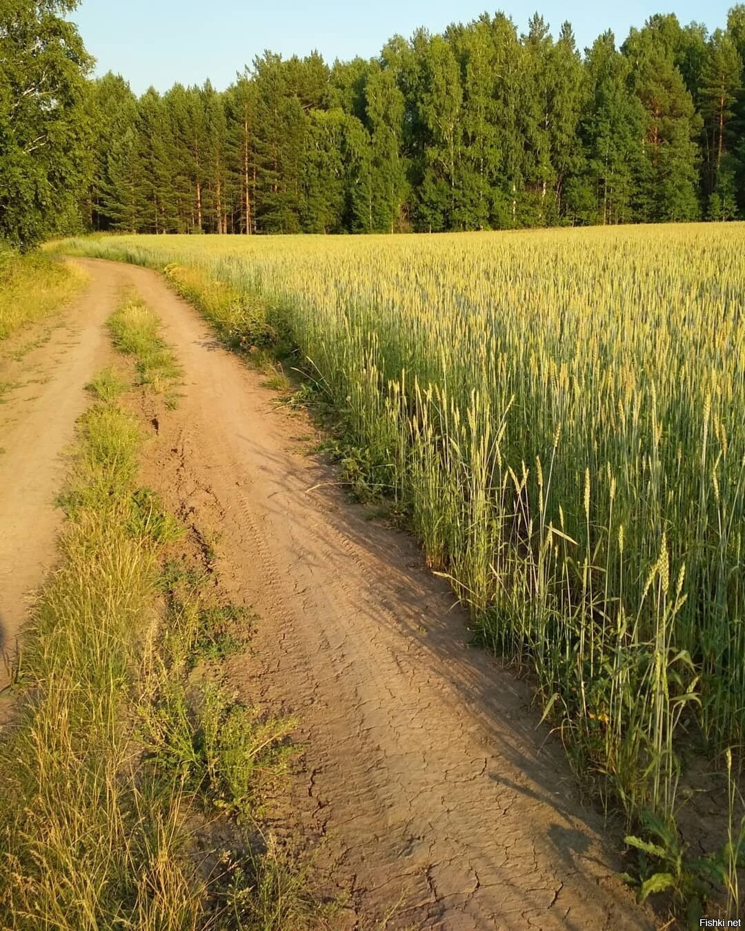 Солянка