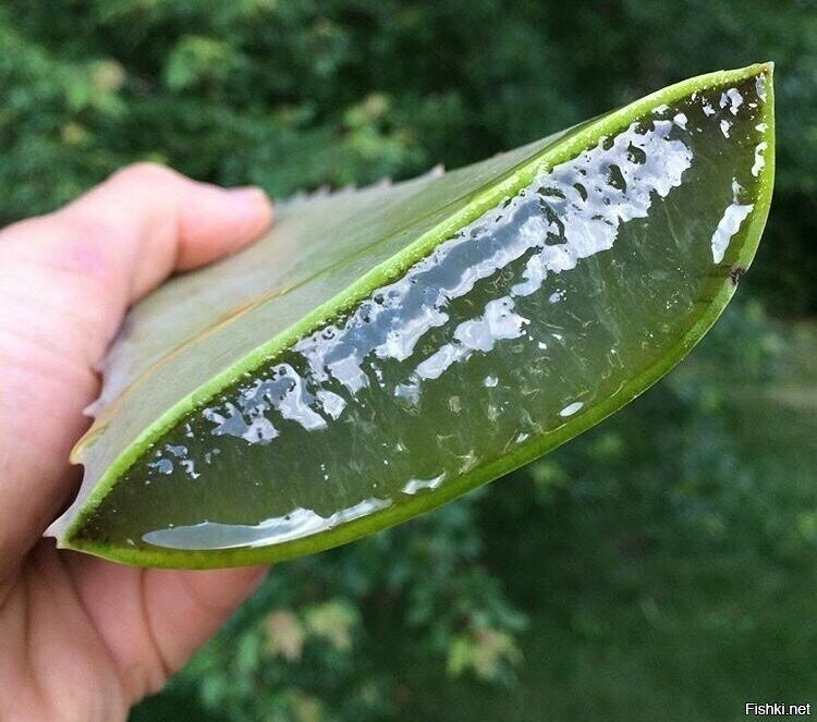 Какое большое АЛОЭ