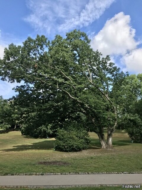 Ветер западный, умеренный до сильного