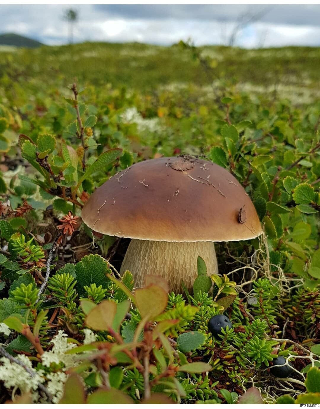 Солянка