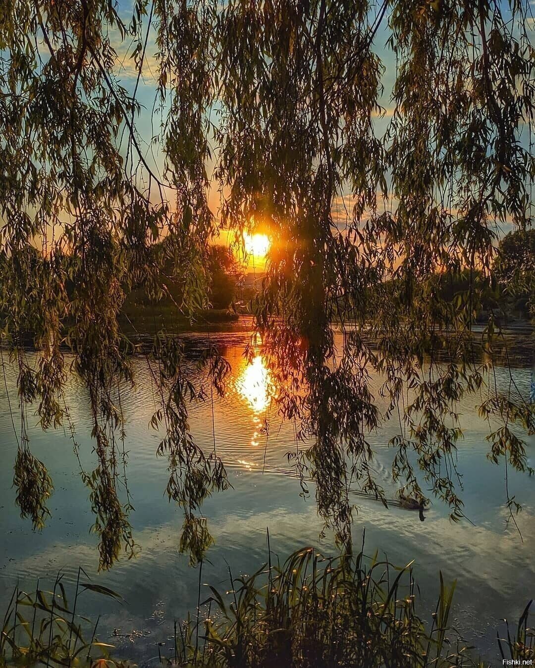 Солянка