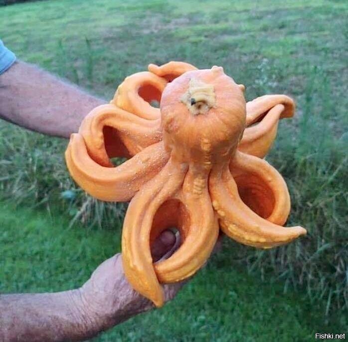 Тыква