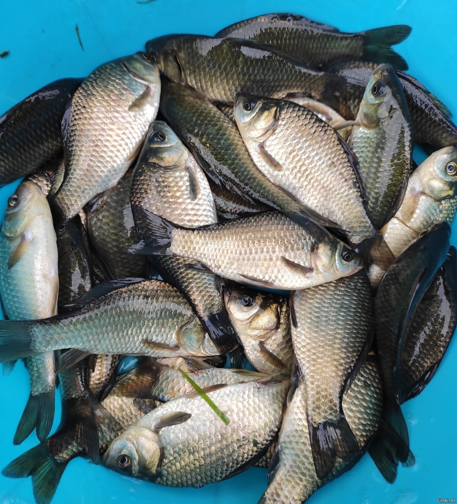 четверг, карасики стали крупнее 