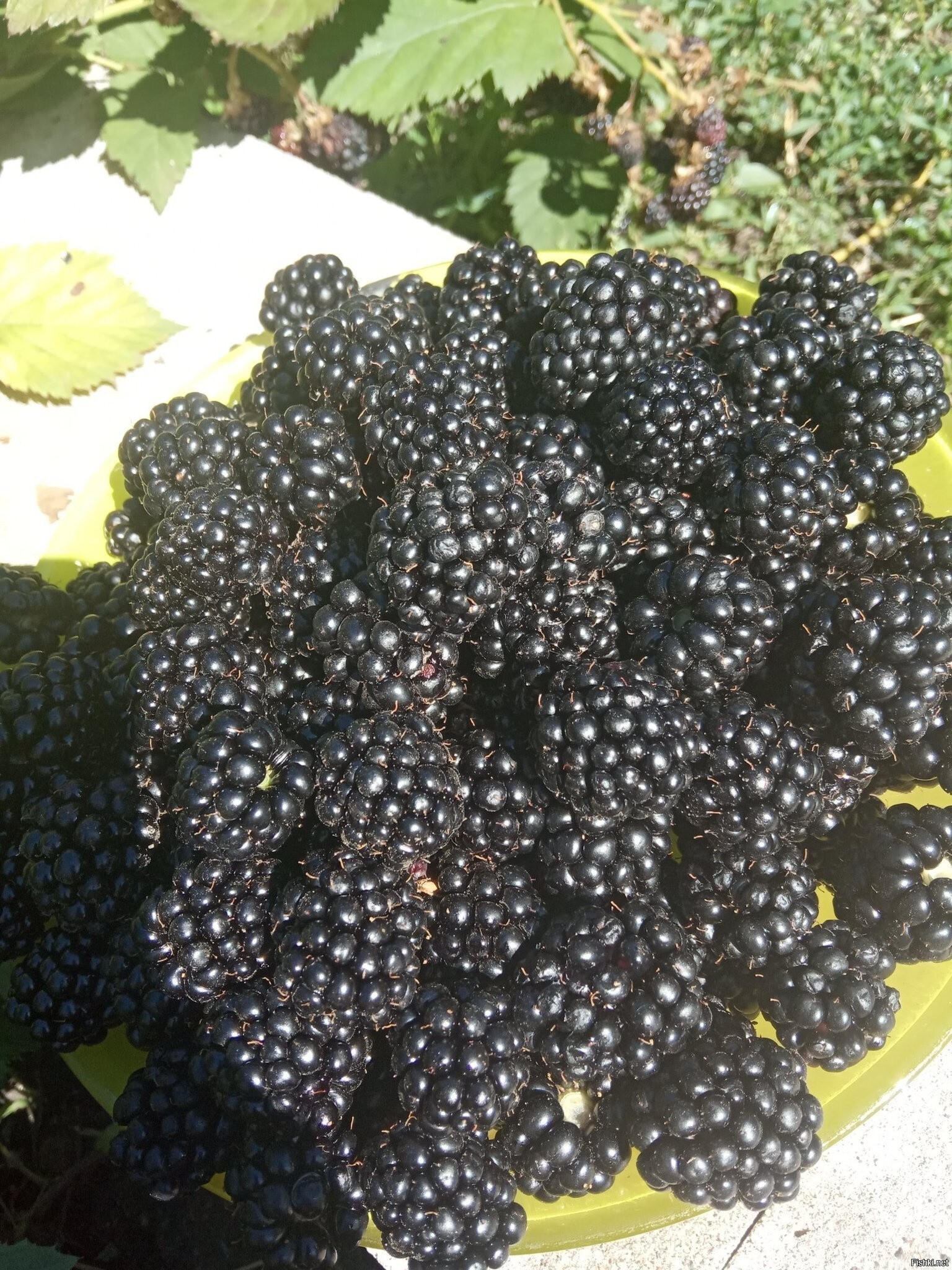 Солянка