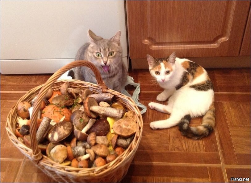 Гриботьки