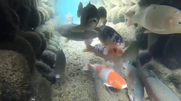 сточная канава в Японии