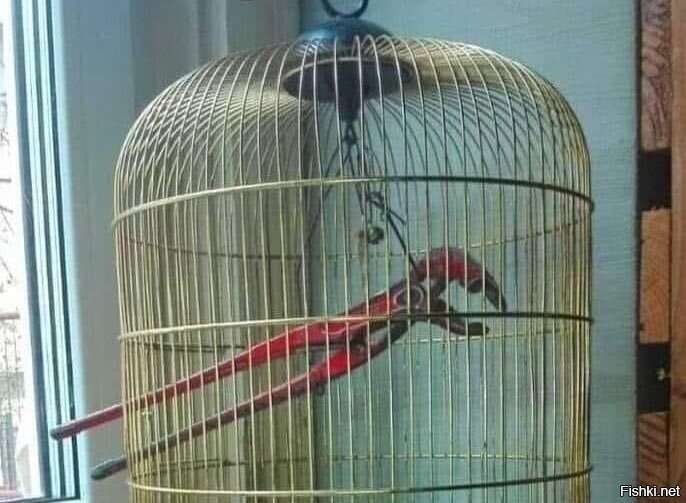 когда бухой купил себе попугая