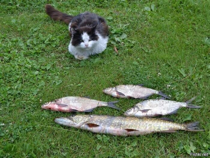 "Да нафиг мне твоя вонючая рыба