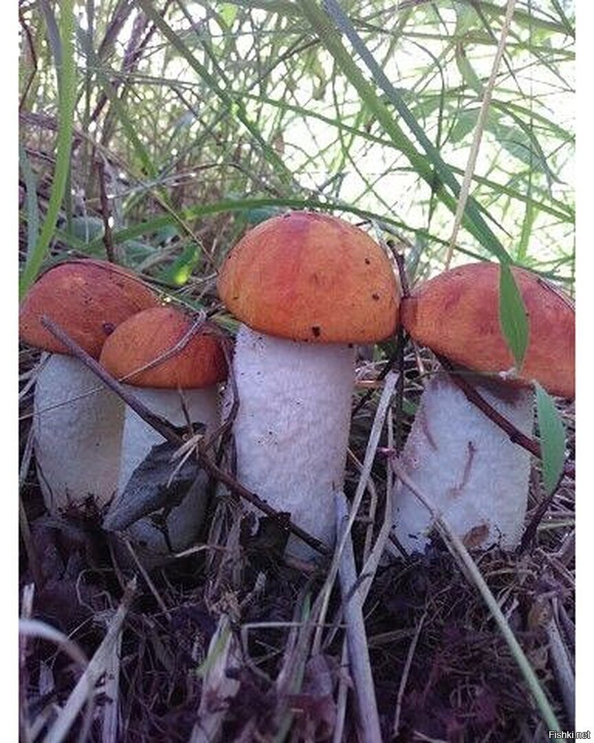 Стройный отряд