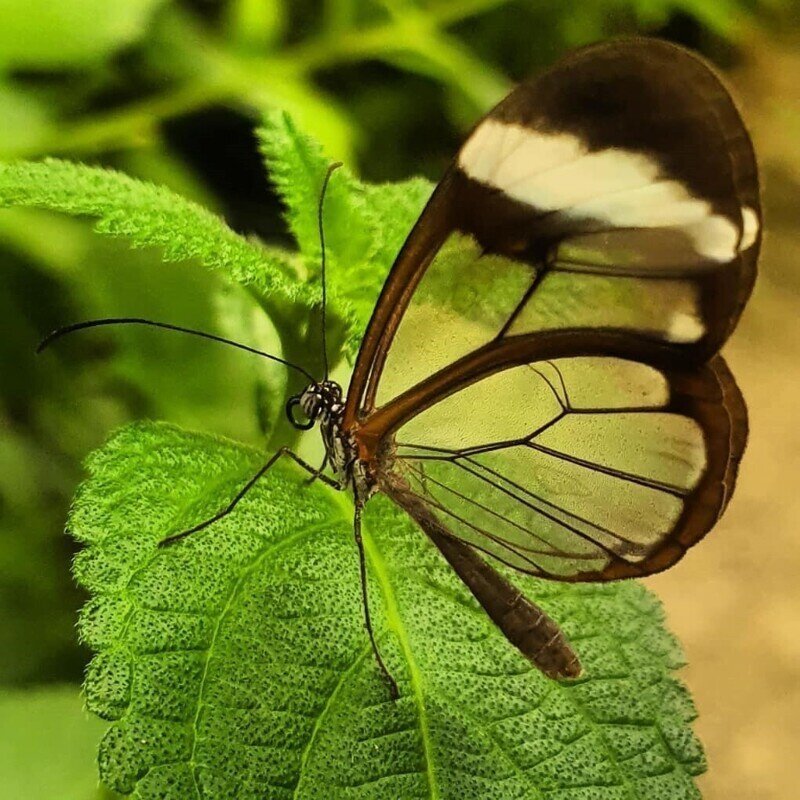 Грета Ото, Стеклянная бабочка