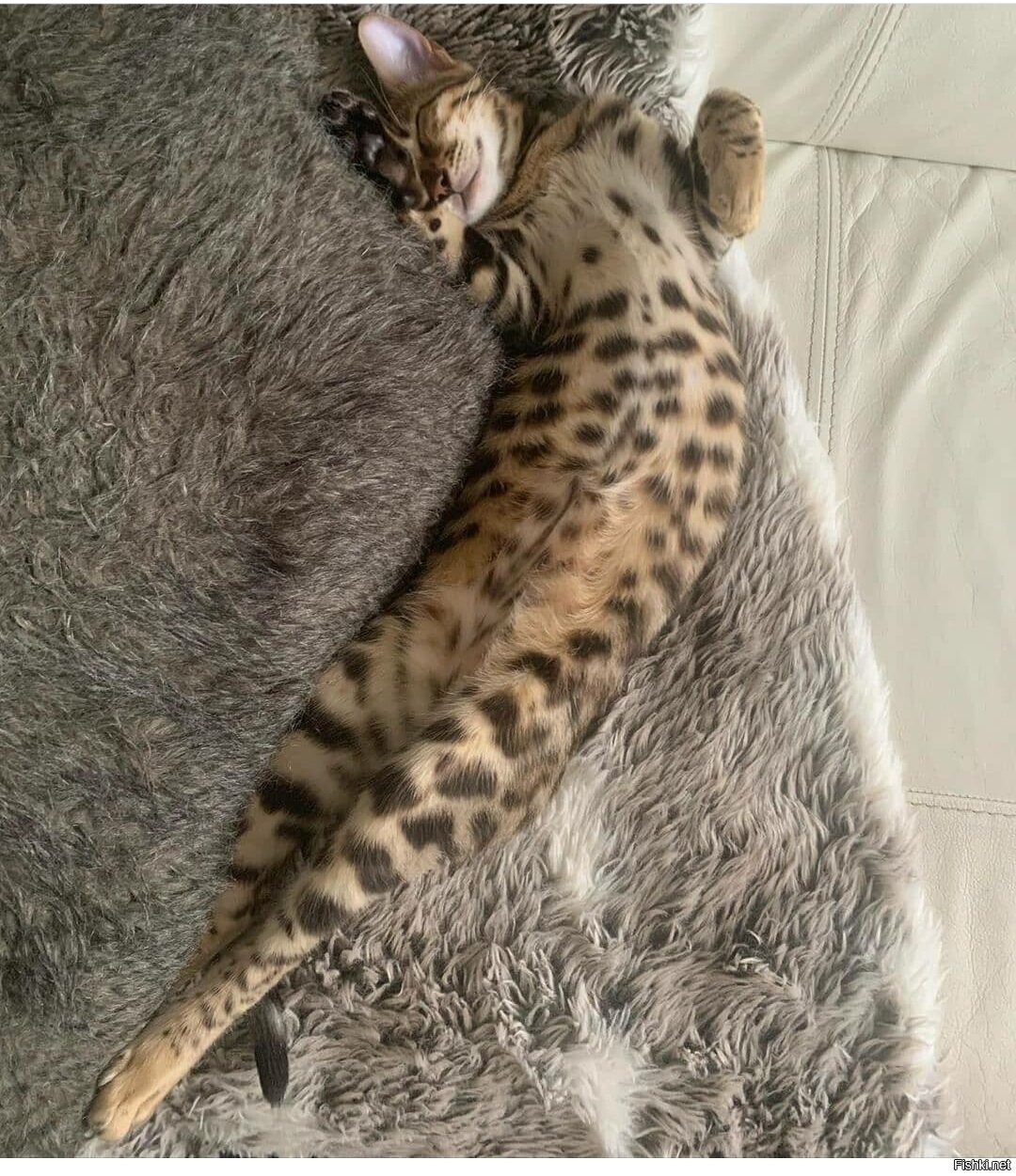 Солянка