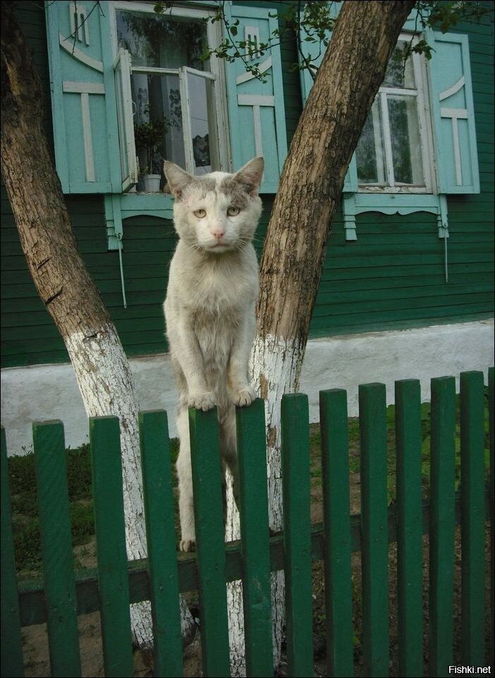 Сами мы местные