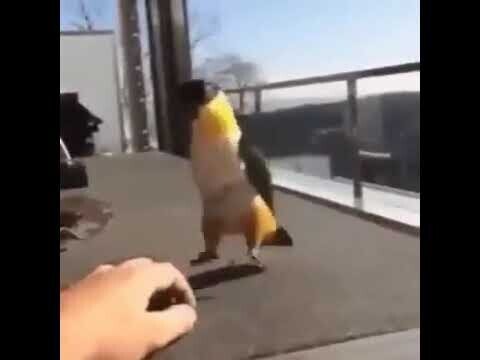 Джигит