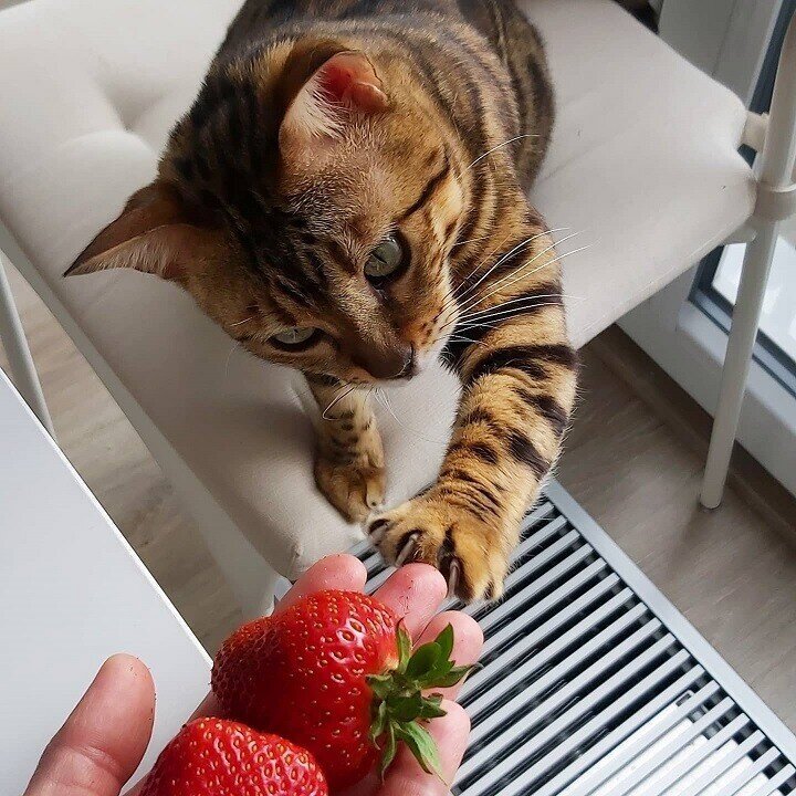 Бенгальская кошка просит клубнику