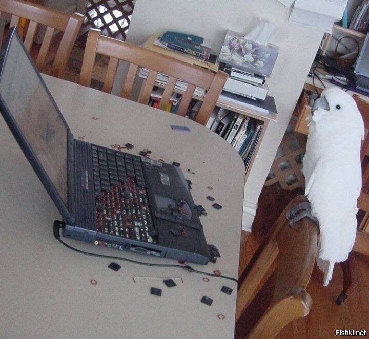 в суп скотину, однозначно