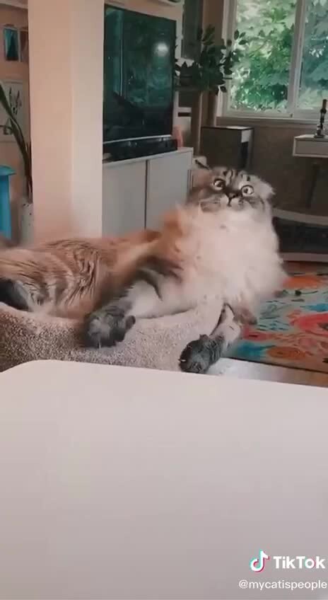 Похоже передоз кошачьей мяты