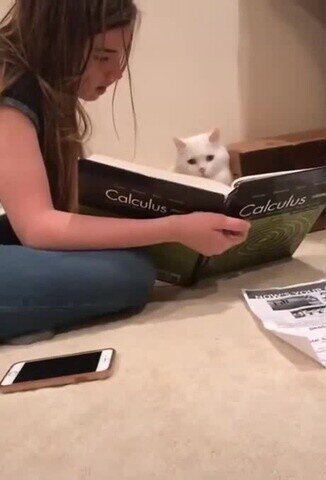 Котэ старается изо всех сил