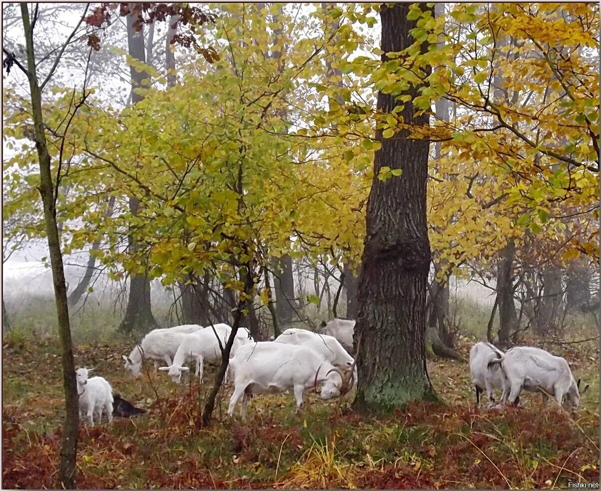 Котики,собачки