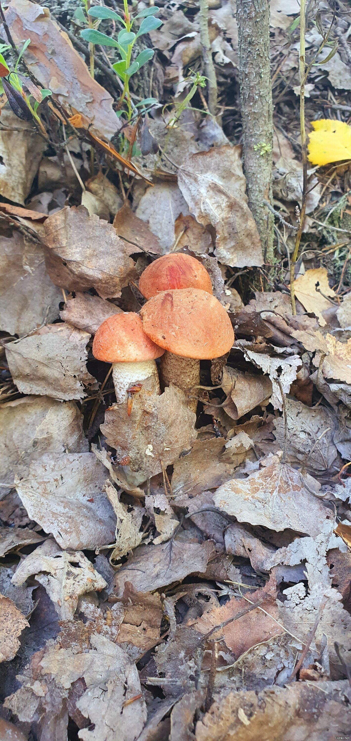 Милоты вам в ленту на ночь глядя