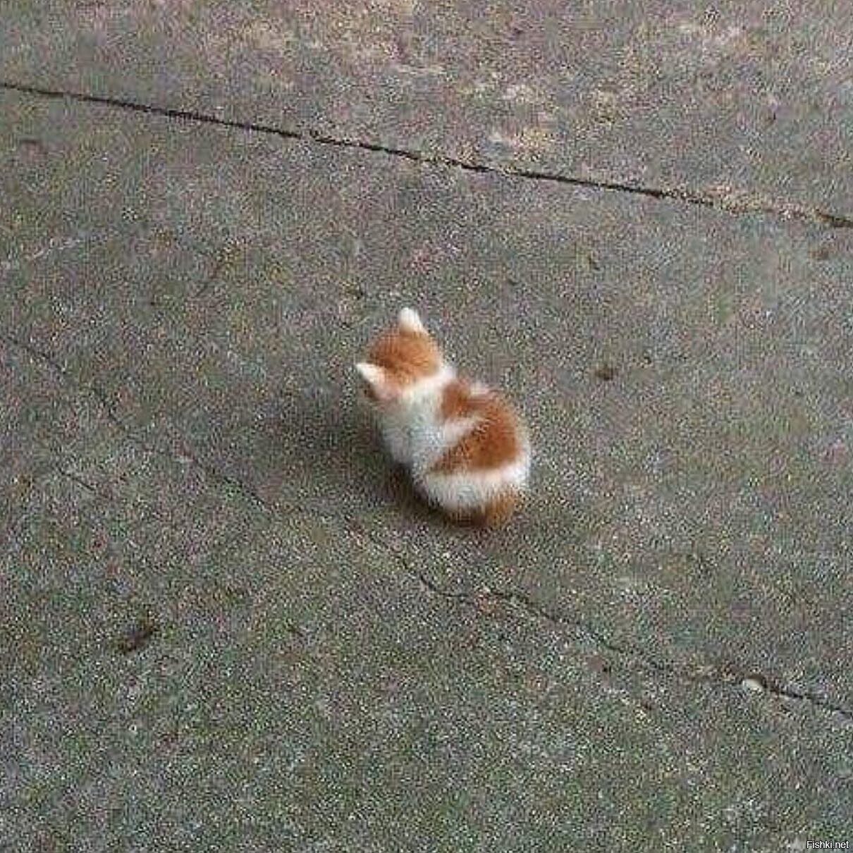 Котёнок