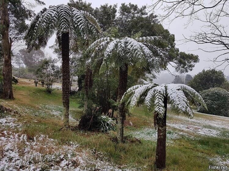 Тем временем в Австралии