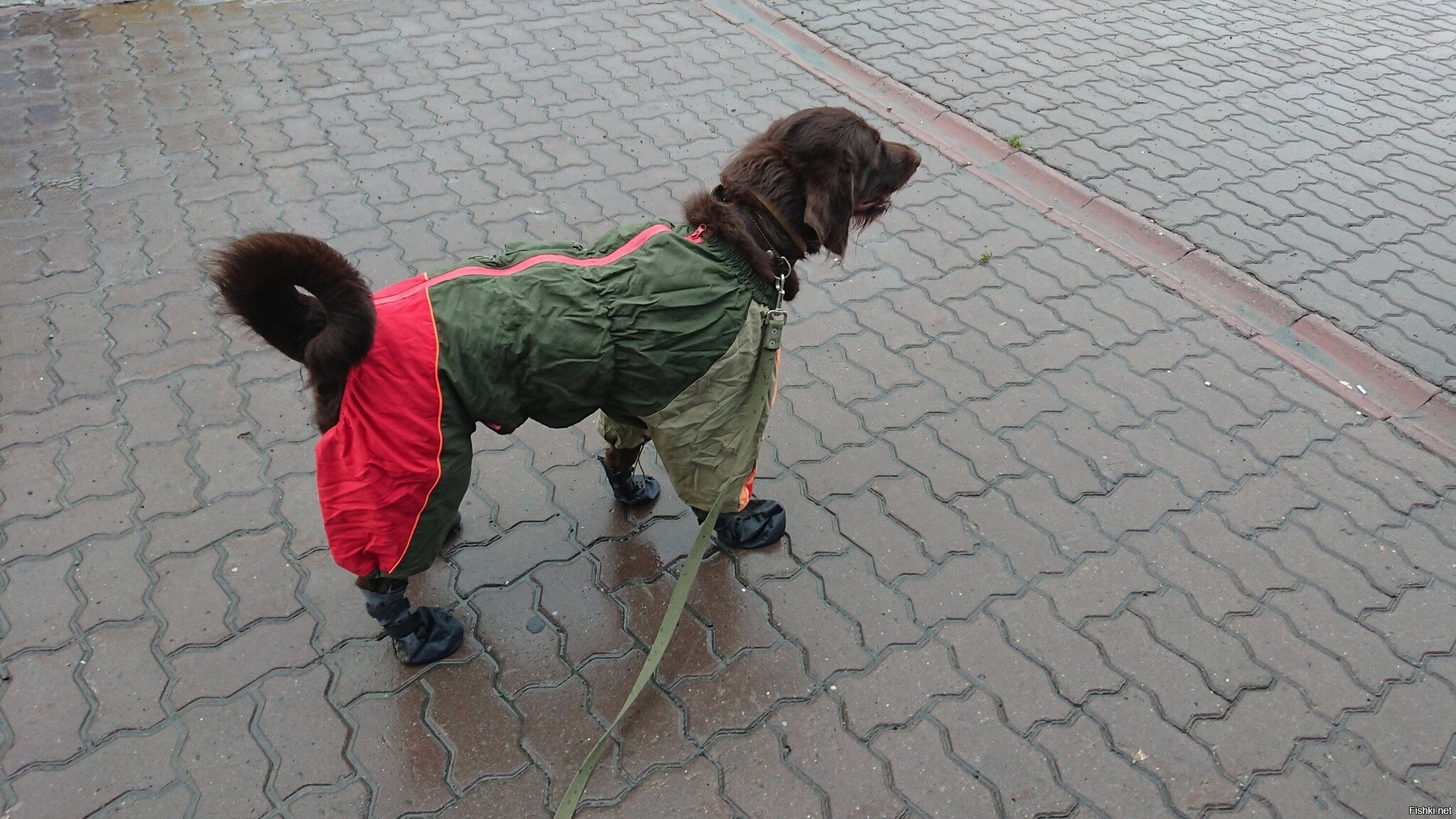 Солянка