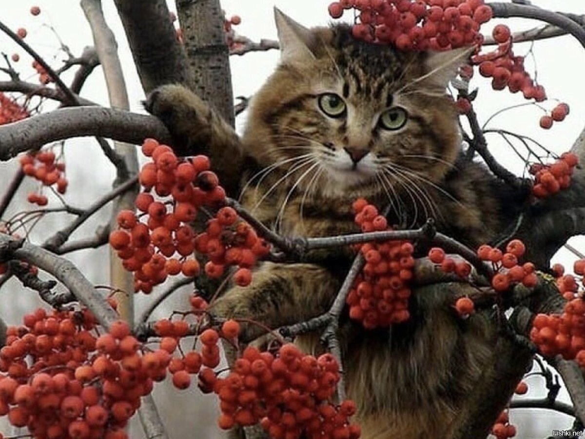 ягода рябина котика манила