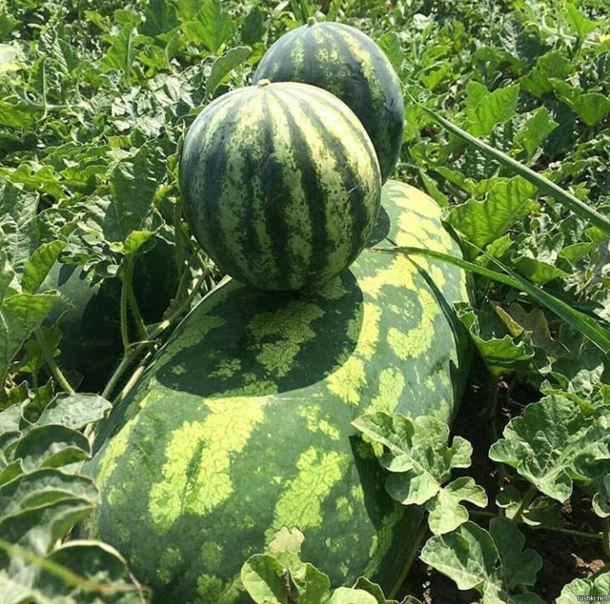 Солянка