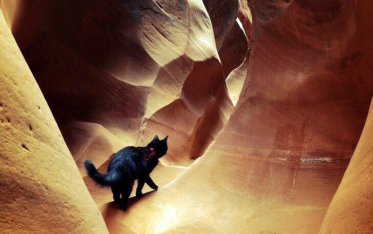Милли - кошка любящая горы и путешествия
