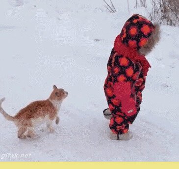 Коте-борцуха