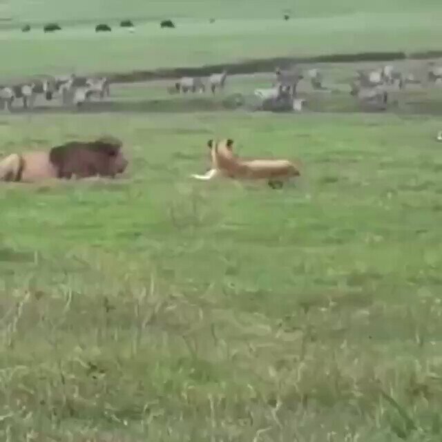 Ибо нех