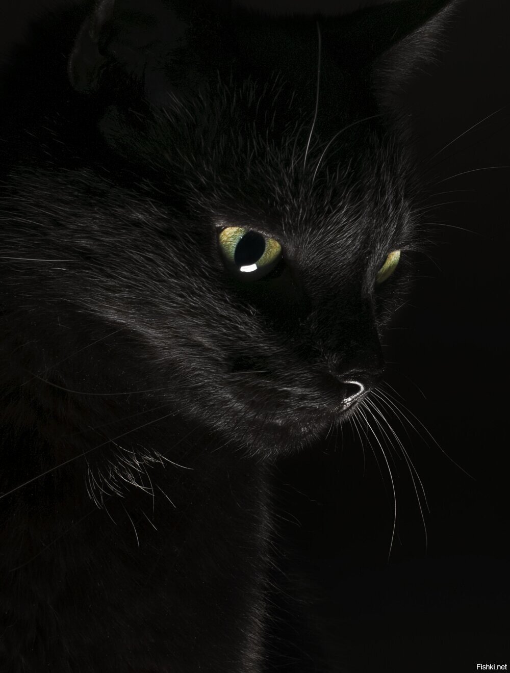 Кот